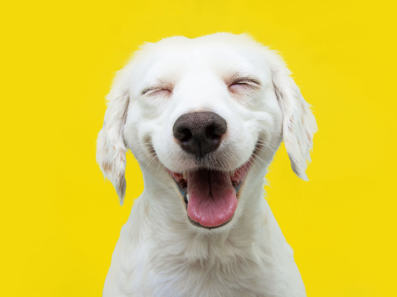 ¿Por qué es tan difícil encontrar la felicidad?